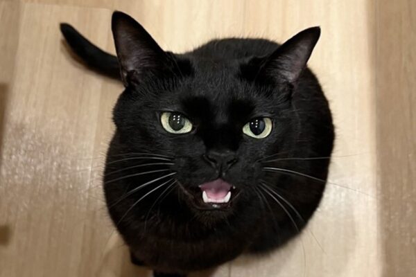 鳴きすぎるネコその後