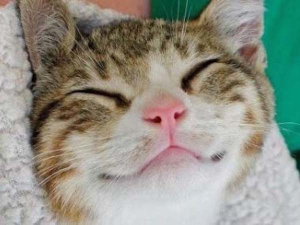 動物に英語を話して理解される？