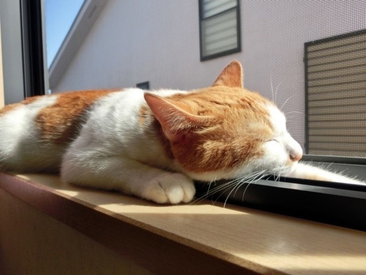 ひなたぼっこに慣れてしまったネコたち