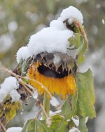 夏のひまわりと冬のひまわり