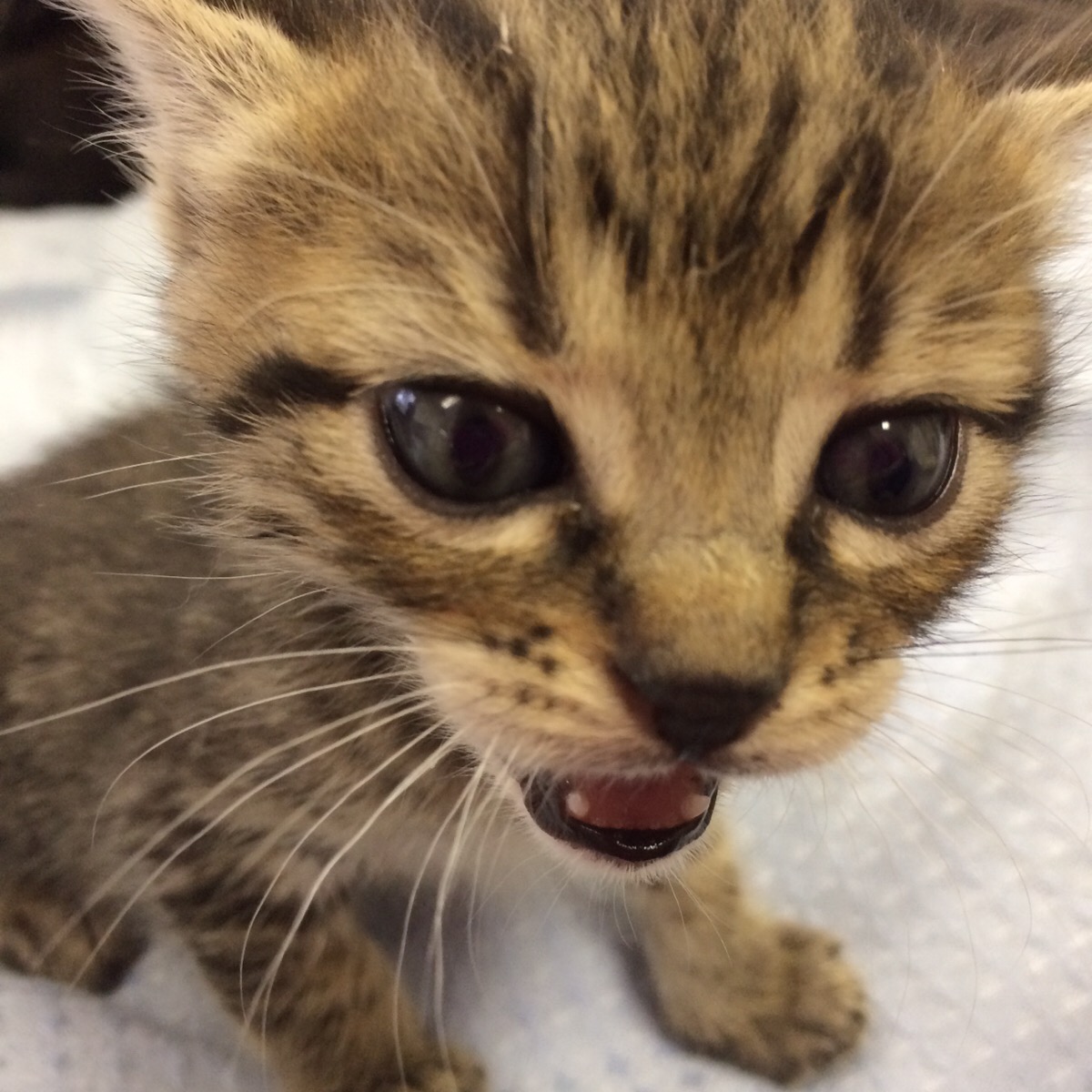 北斗よ！おめでとう！全自動トイレ完全マスター